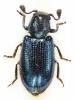 Necrobia violacea